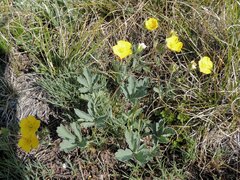 Potentilla diversifolia