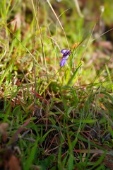 Dipterostemon capitatus