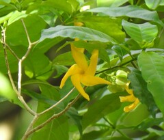 Tabernaemontana glabra