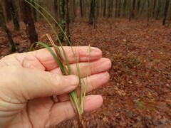 Carex floridana