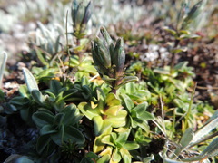 Gentiana glauca