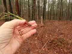 Carex floridana