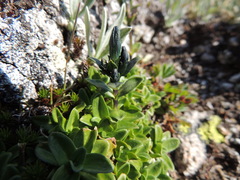 Gentiana glauca