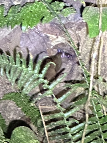 Tome's Spiny-rat