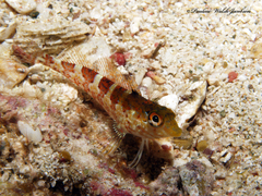 Malacoctenus triangulatus