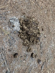 Equus caballus