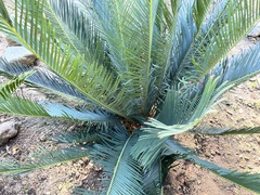 Cycas panzhihuaensis