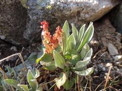 Oxyria digyna
