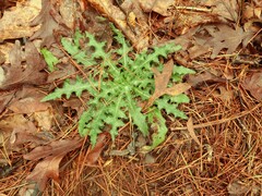 Cirsium carolinianum