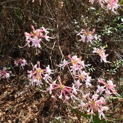 Rhododendron canescens