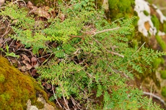 Pellaea andromedifolia