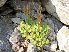 Oxyria digyna