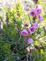 Phyllodoce empetriformis