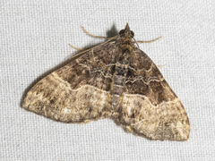 Chrysolarentia lucidulata