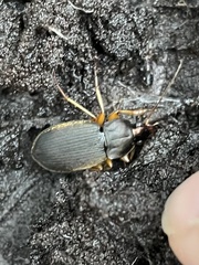 Chlaenius impunctifrons