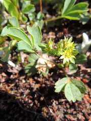 Sibbaldia procumbens