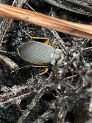 Chlaenius impunctifrons