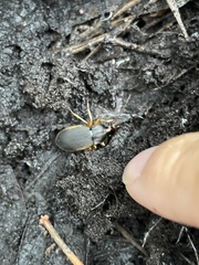 Chlaenius impunctifrons