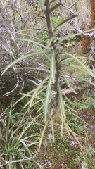 Pseudopanax linearis