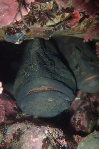 Monkey-faced Prickleback