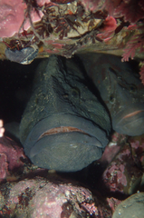 Cebidichthys violaceus