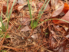 Carex floridana