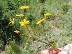 Arnica gracilis