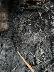 Chlaenius impunctifrons