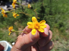 Arnica gracilis
