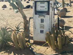 Corryocactus erectus