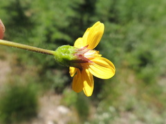 Arnica gracilis