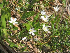 Claytonia lanceolata