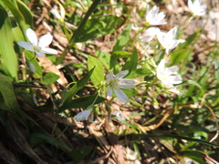 Claytonia lanceolata