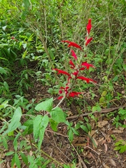 Salvia elegans