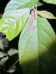 Anolis auratus