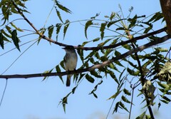 Elaenia flavogaster
