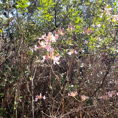 Rhododendron canescens
