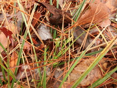 Carex floridana
