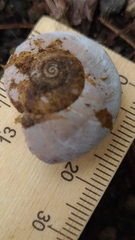 Austrorhytida capillacea