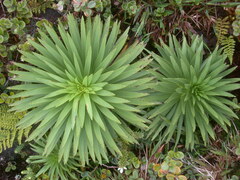 Argyroxiphium grayanum