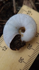 Austrorhytida capillacea
