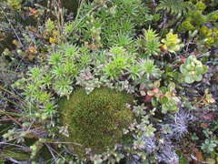 Argyroxiphium grayanum