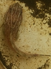 Marbled Snailfish photo 2