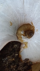 Austrorhytida capillacea