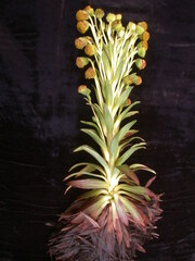 Argyroxiphium grayanum