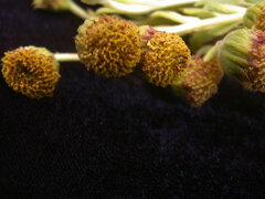 Argyroxiphium grayanum