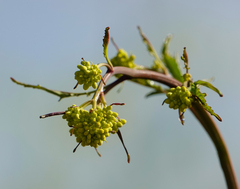 Rhamphospermum arvense