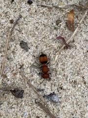 Pseudomethoca simillima