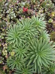 Argyroxiphium grayanum