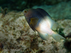 Stegastes partitus
